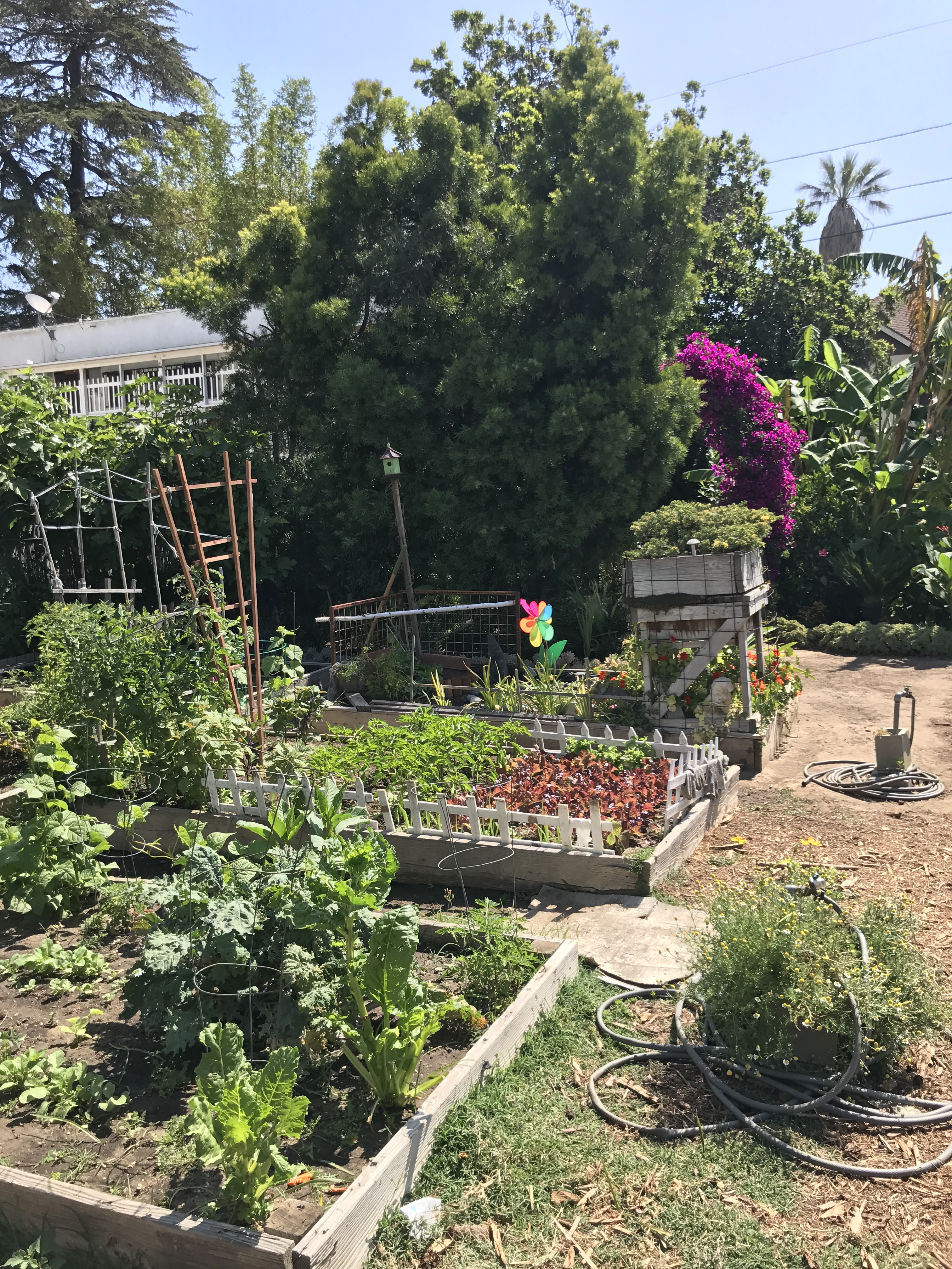 Garden and plants growing in boxes