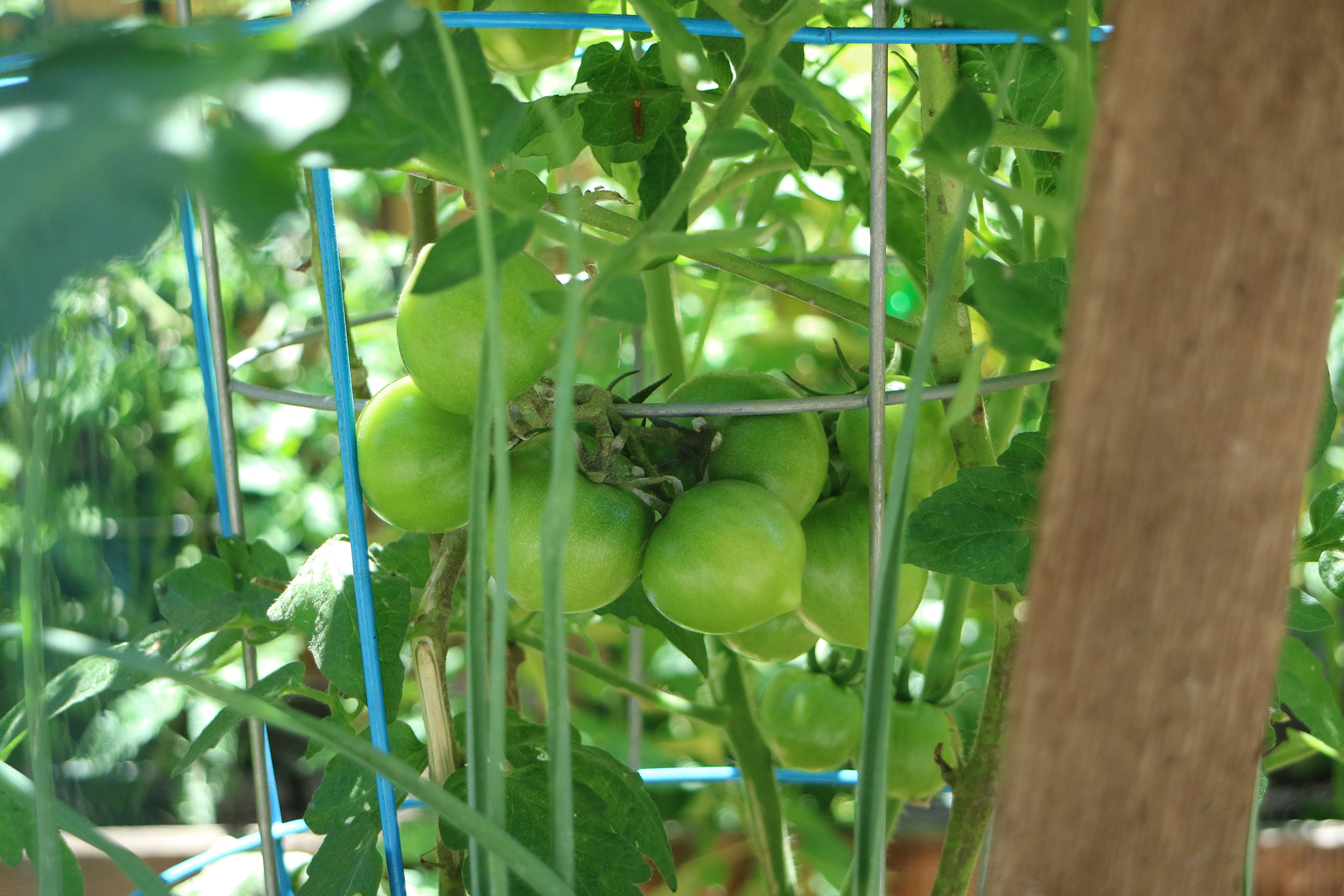 Tomatoes at the Spring Street Communtiy Garden