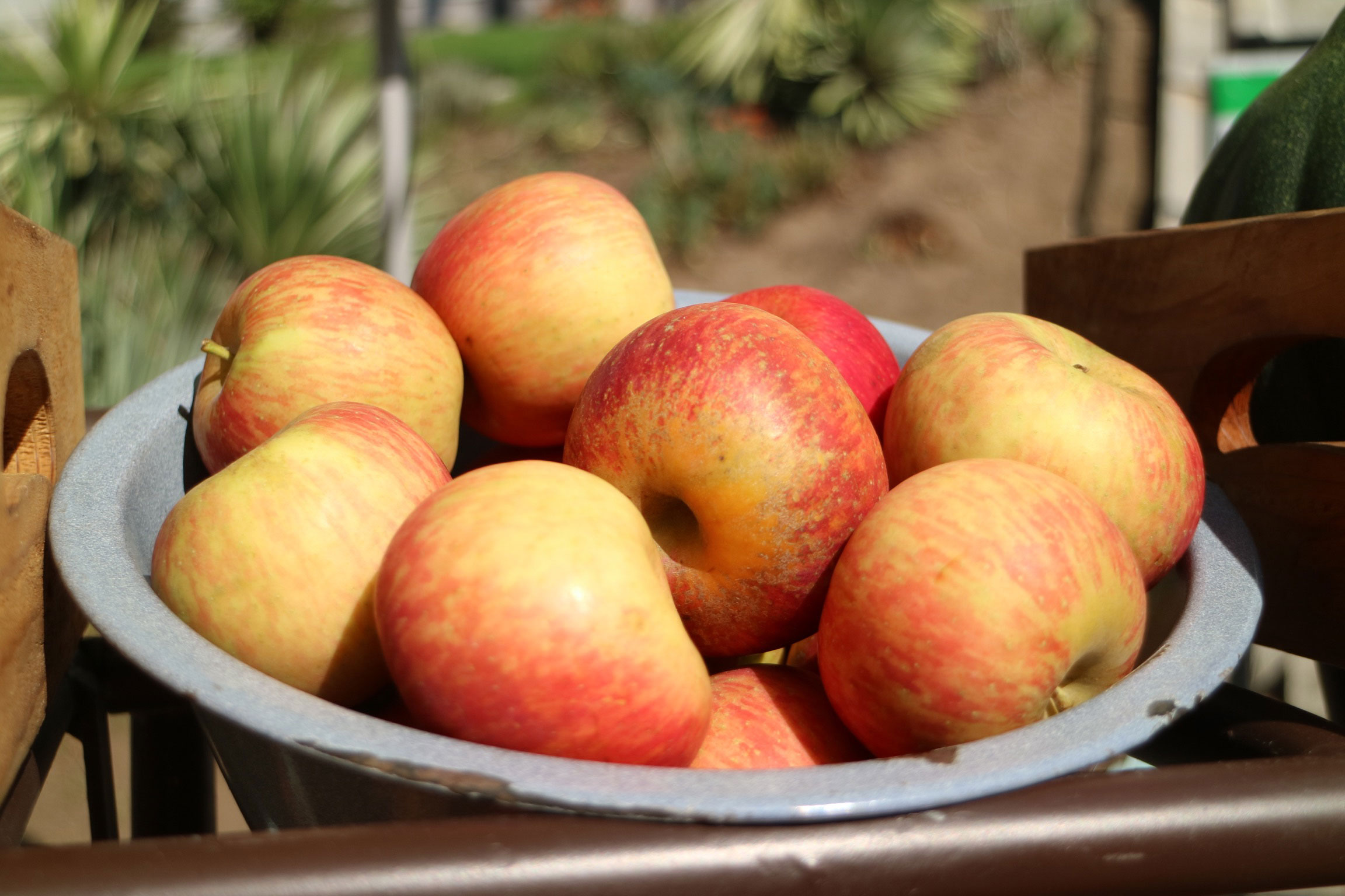 Apples at the Daily Organics pop up market