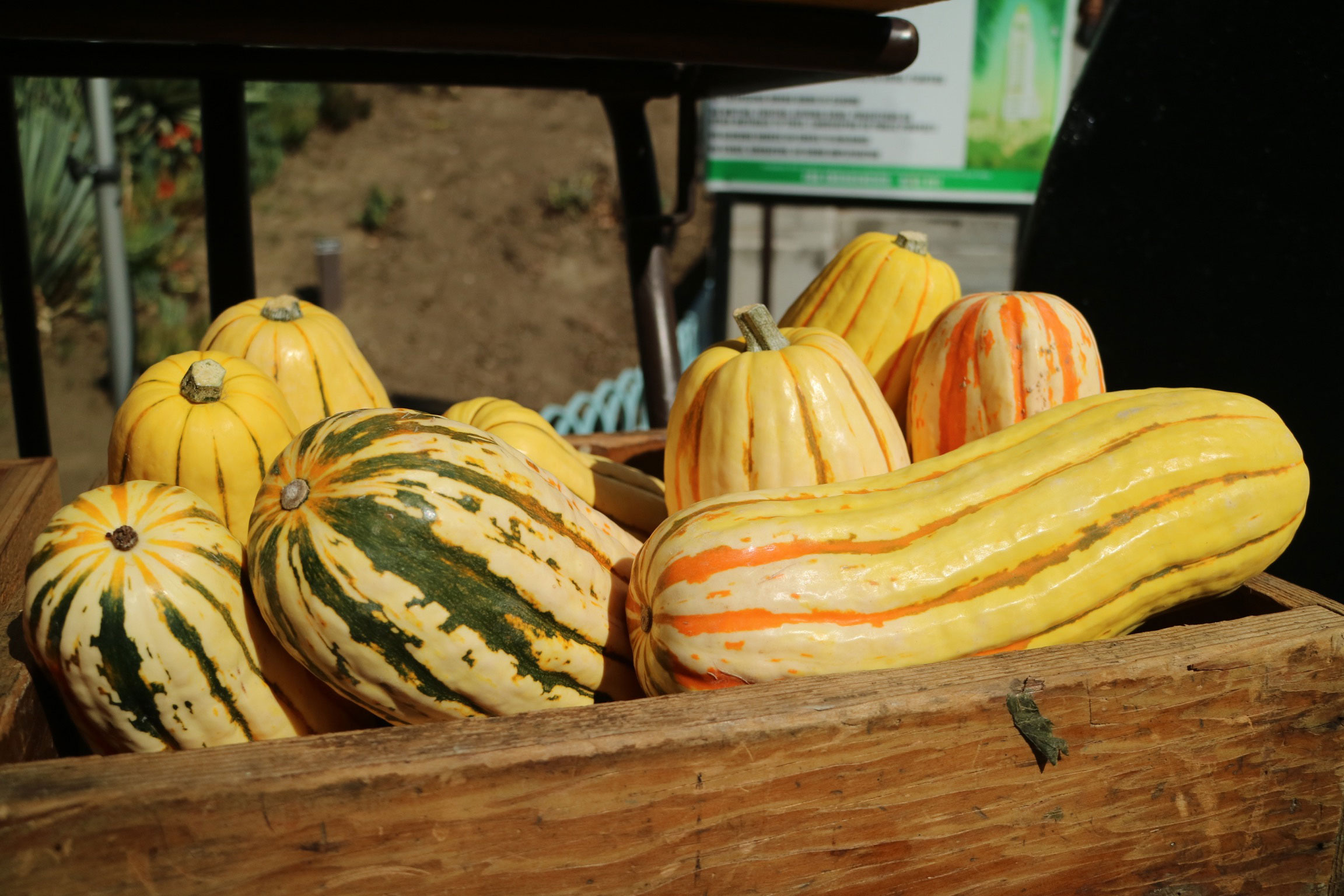 Squash at the Daily Organics pop up market